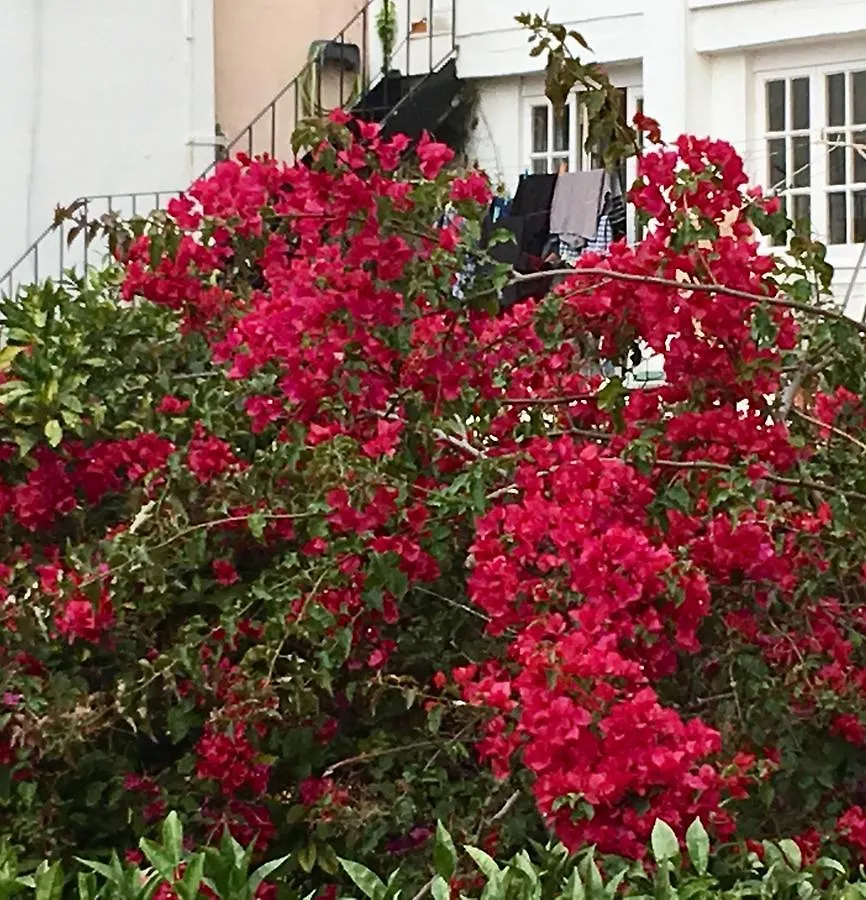 Flores Lisboa Daire
